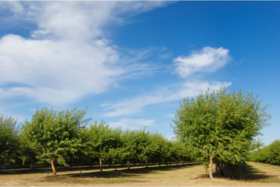 Bright Light Agribusiness