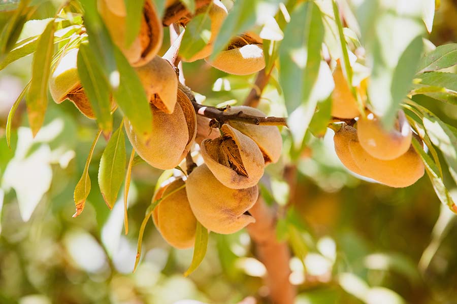 almonds on tree